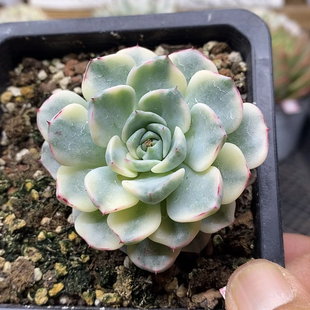 2418 沙罗姬牡丹覆轮锦