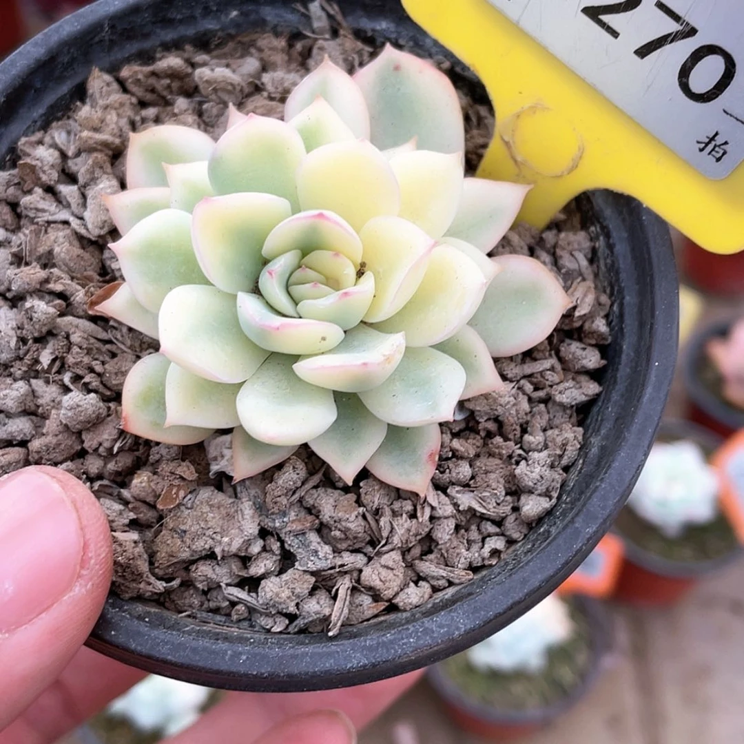 【闪购商品】1270雨燕坐偏锦