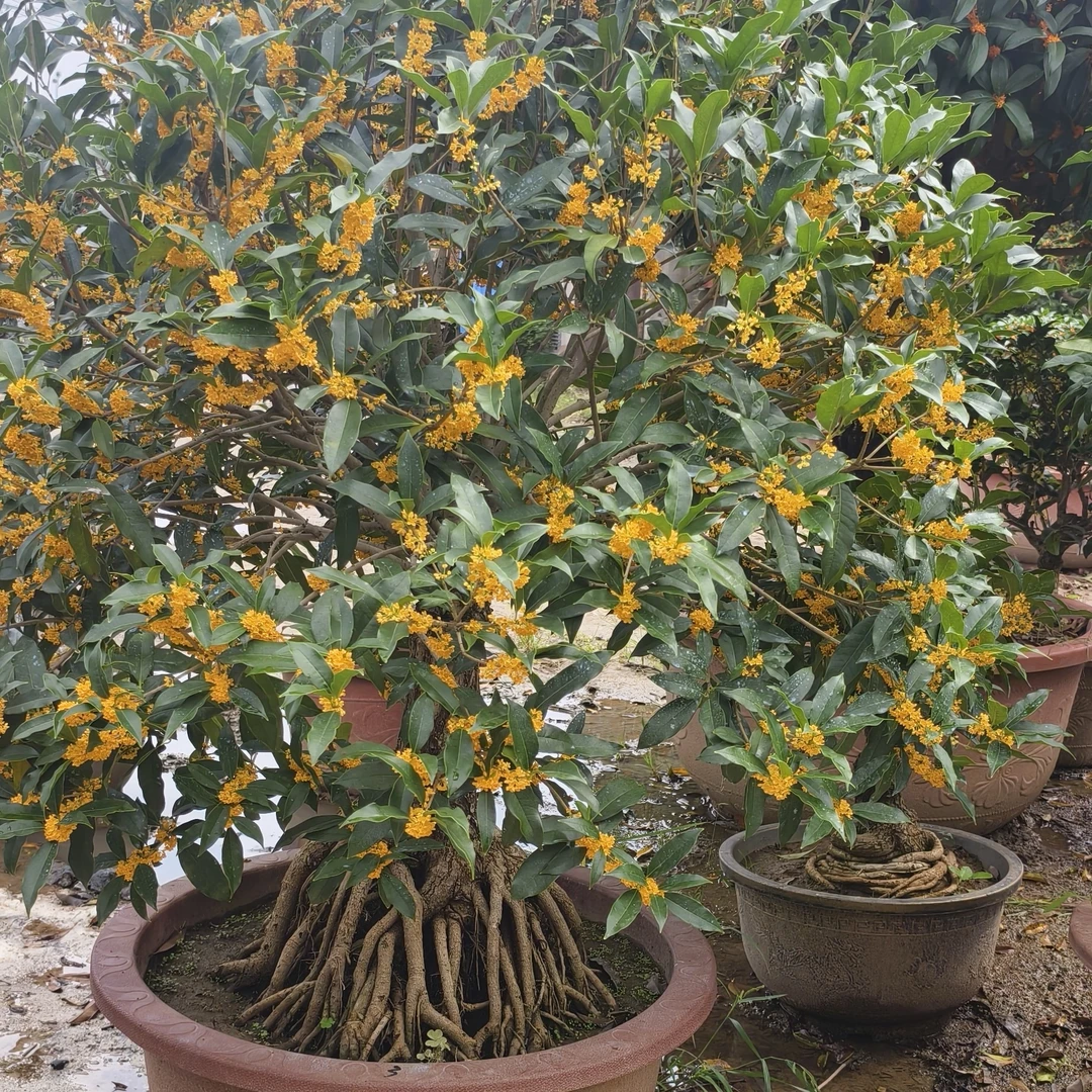 一物一拍浓香型金桂花卉、沉香桂、丹桂、四季桂、佛顶珠、盆栽、地栽