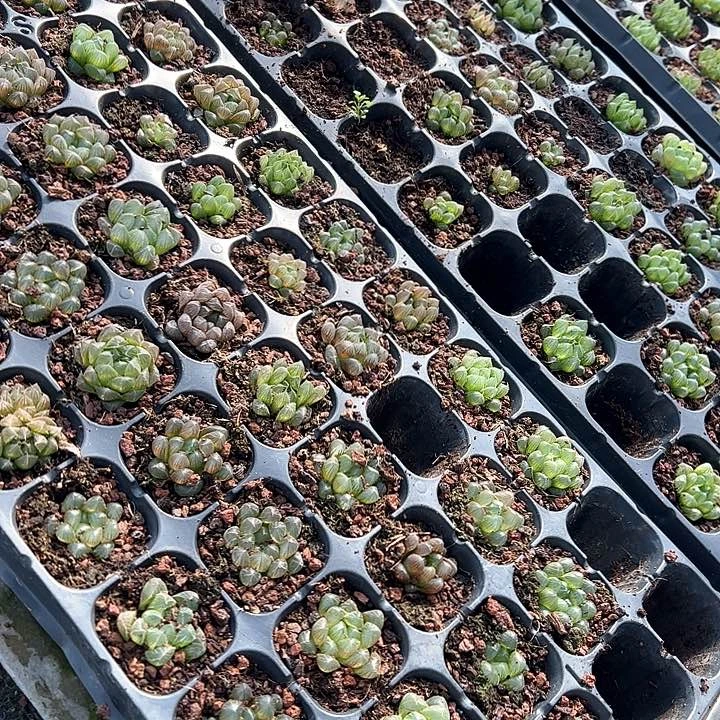 50孔玉露5颗随机量拍