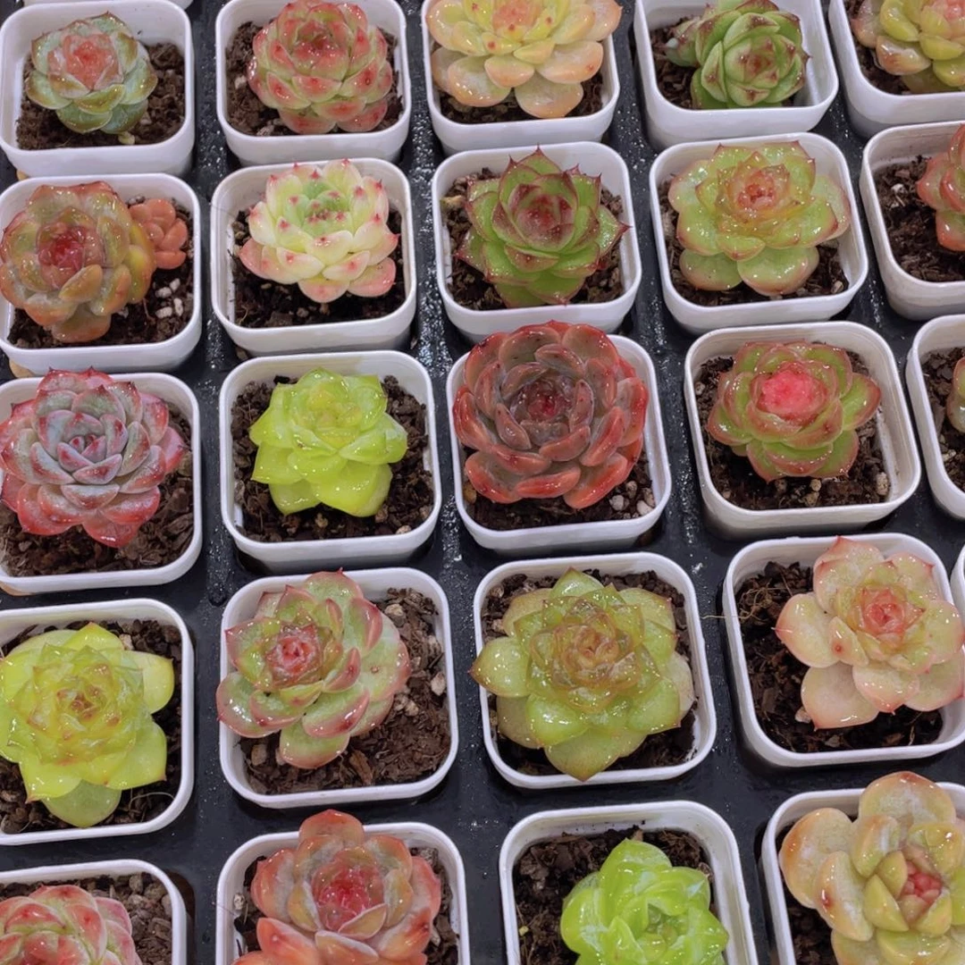 1267号 开播高货精品好肉六颗