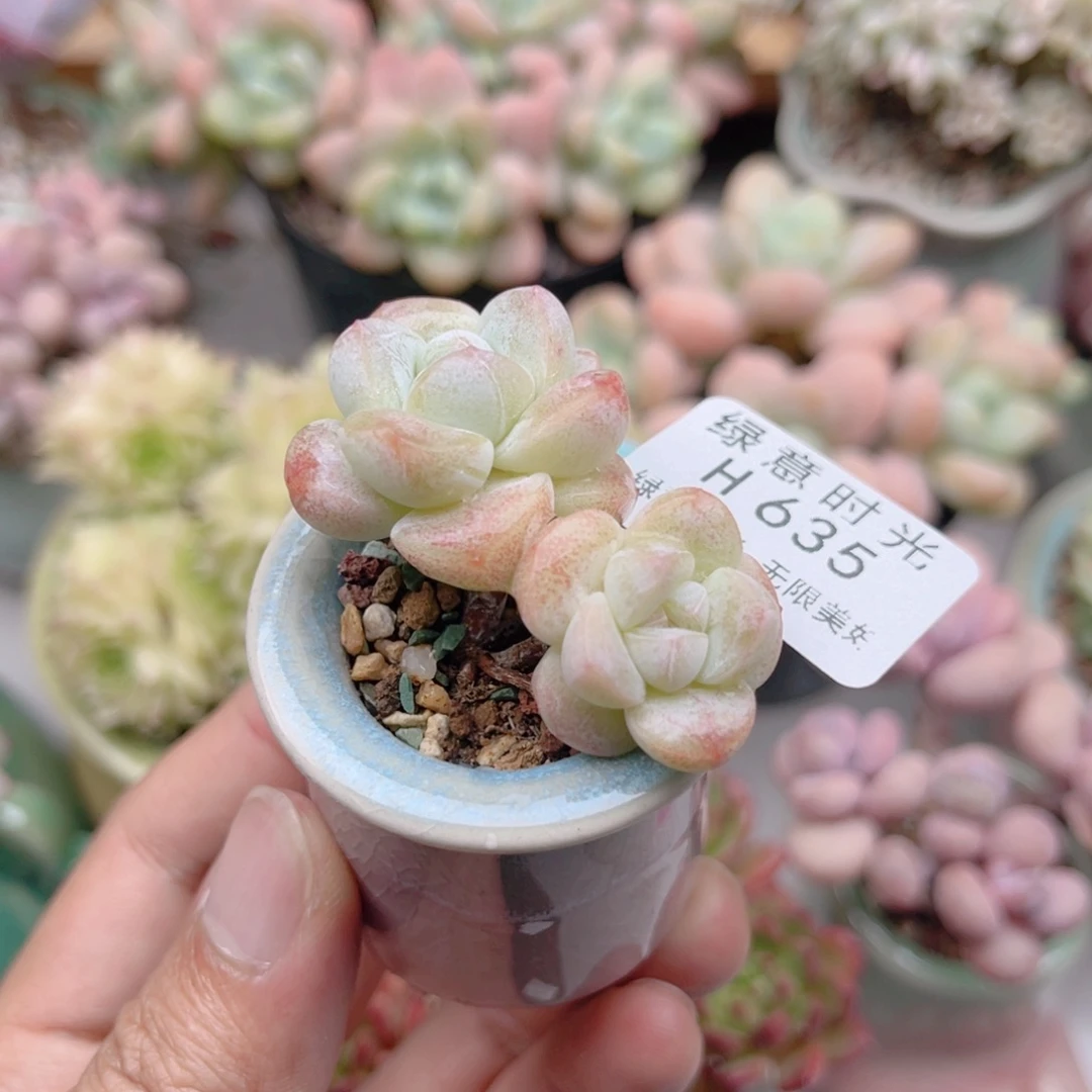 635 糖心冰玉 带陶瓷盆发货 满28包邮