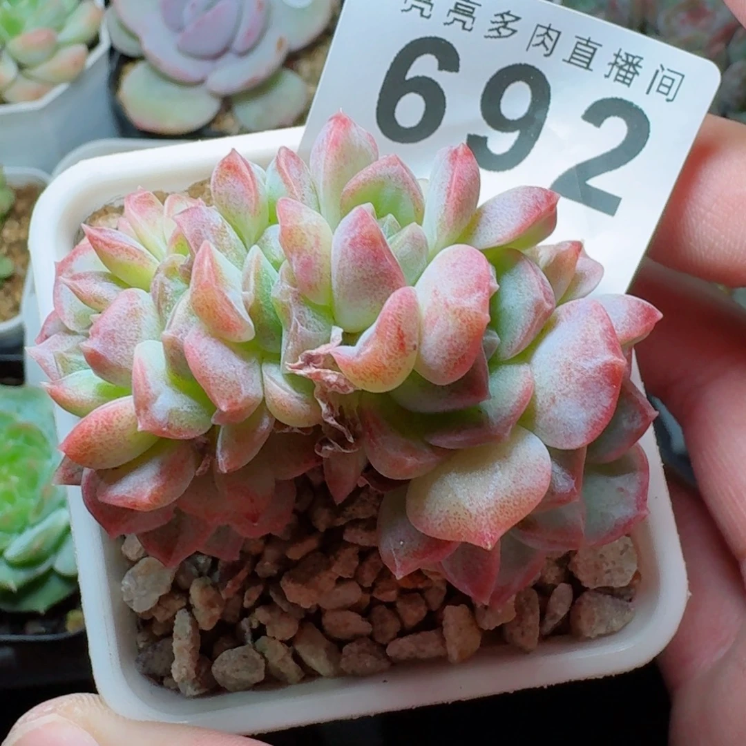 梦幻泡影缀化            精美多肉植物