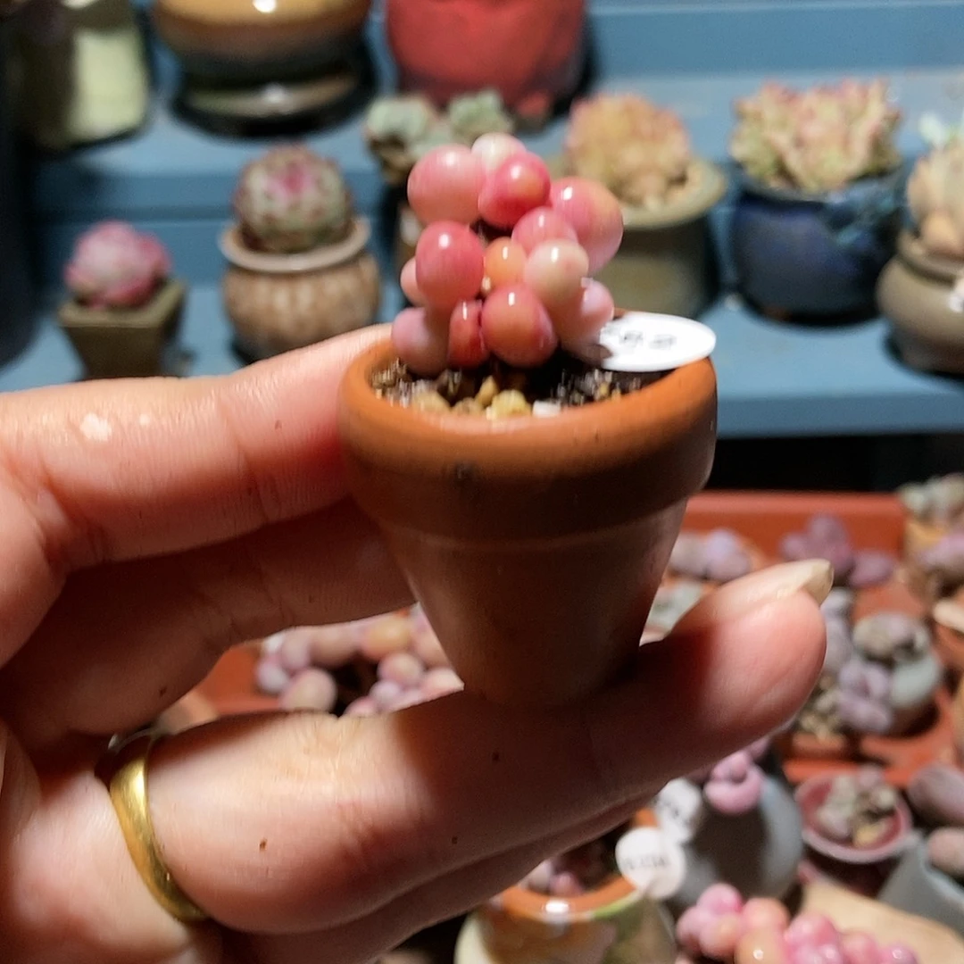 5782水光迷你腰子蛋带盆土