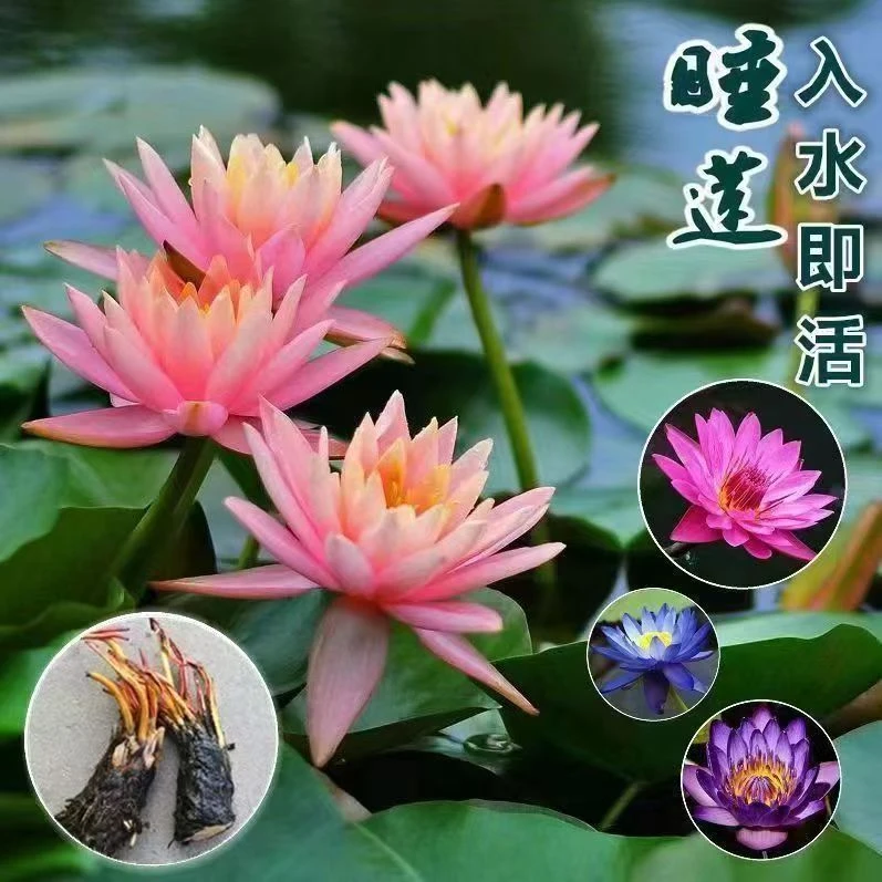 睡莲带芽，种植基地直发，当年开花，半水半土种植，水培植物送肥料