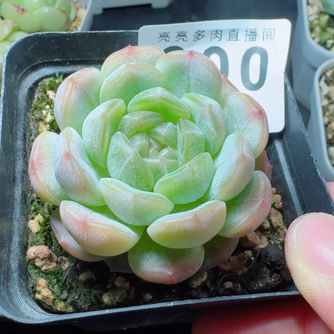 下播福利拍够包邮发货