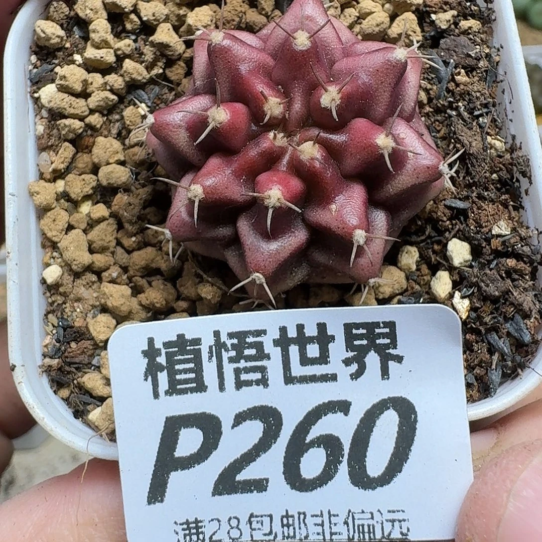 多肉植物的润泽ghnm