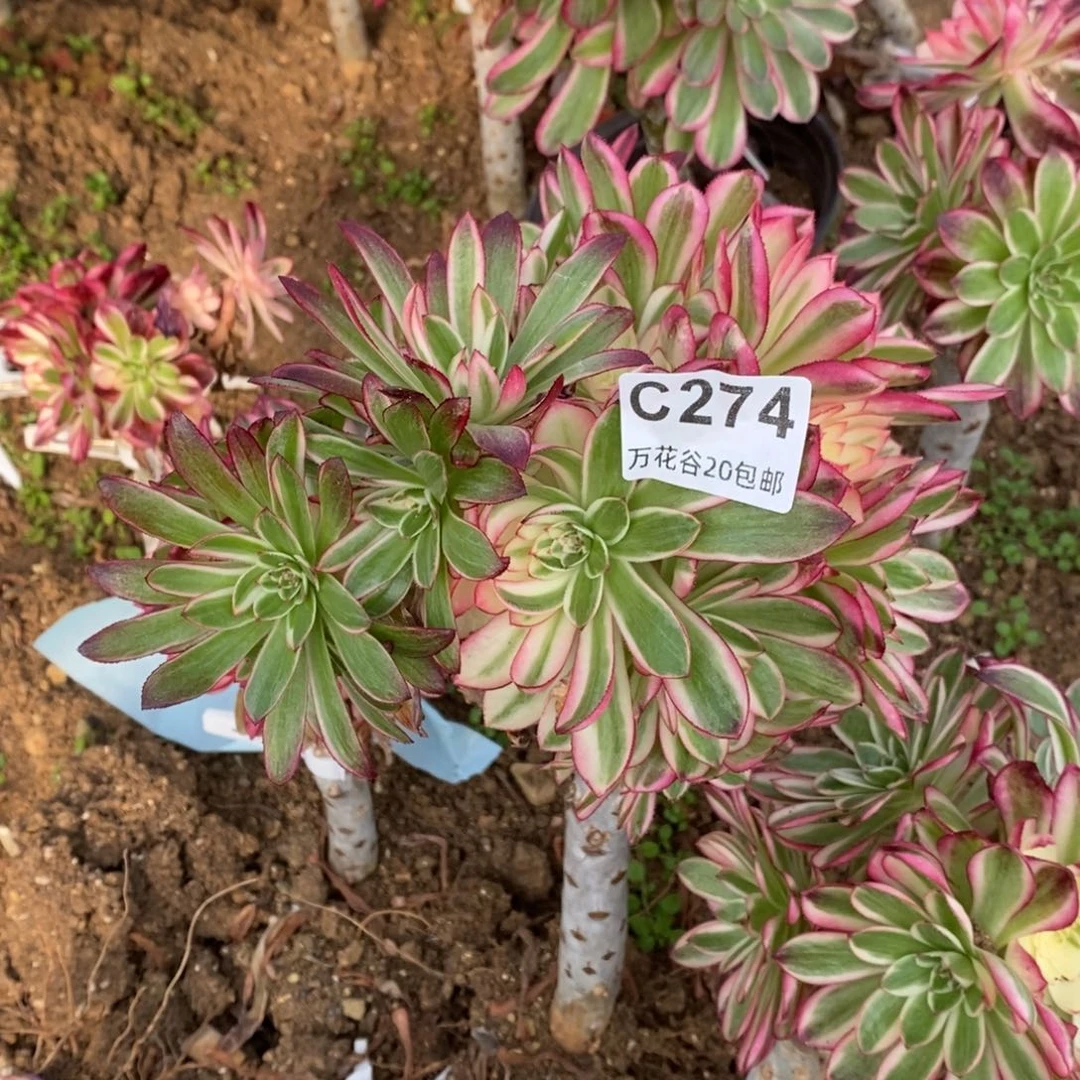 274倾城砍过多肉植物