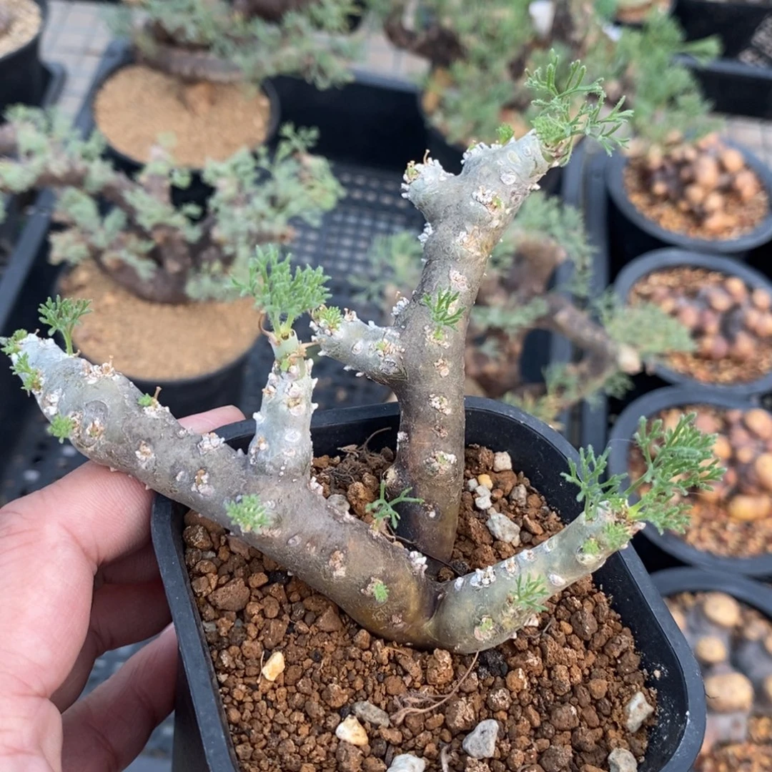 黑皮月界多肉植物