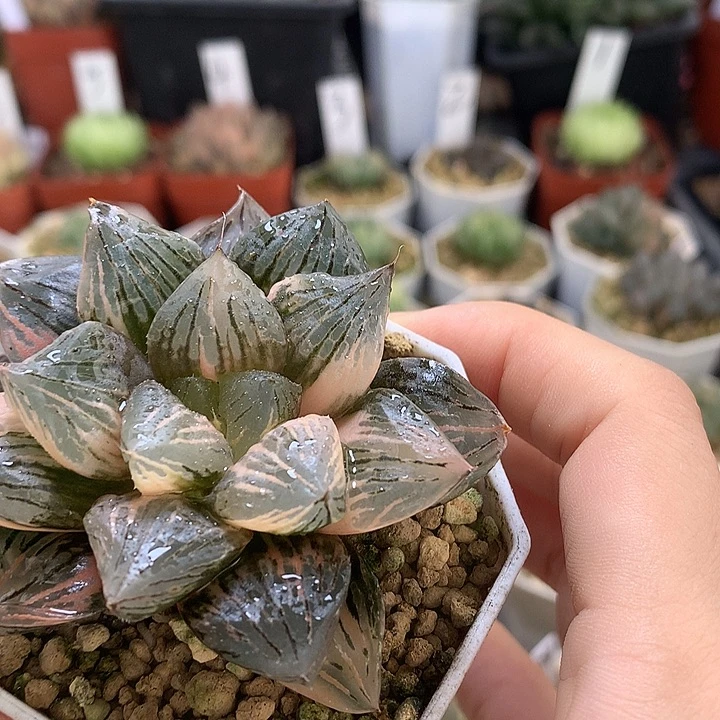 喵***王玉潭寿锦带盆土发货tonn