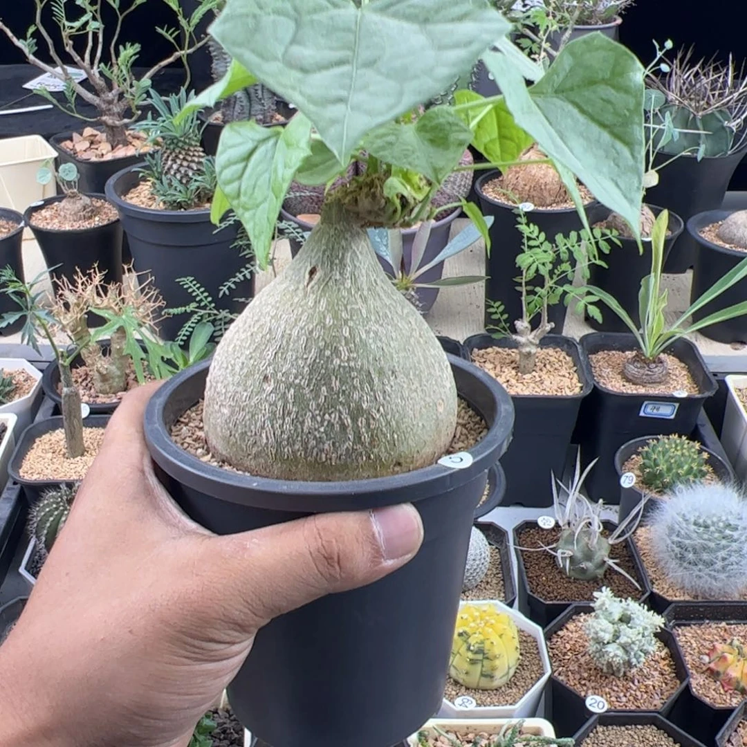 睡布袋8+一物一拍带盆发