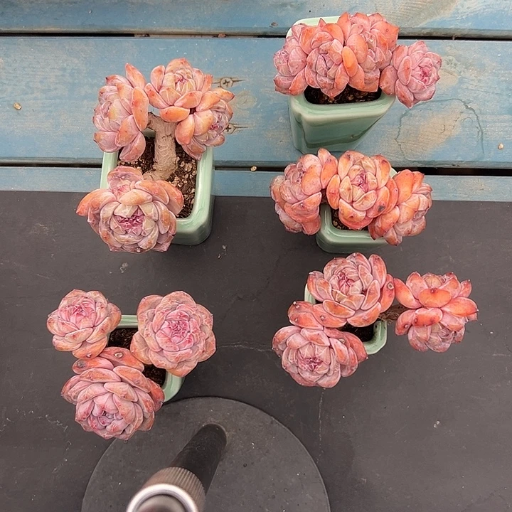 海****3670，五个星影带盆发的时候