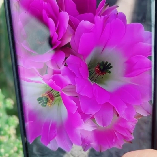 39粉复色水仙虫咬无根侧芽3公分左右20包邮