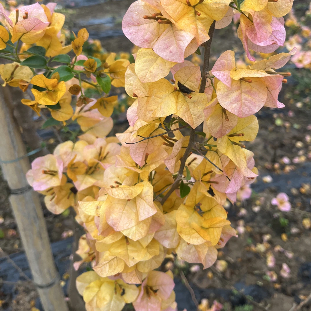 三角梅 高飘 老桩