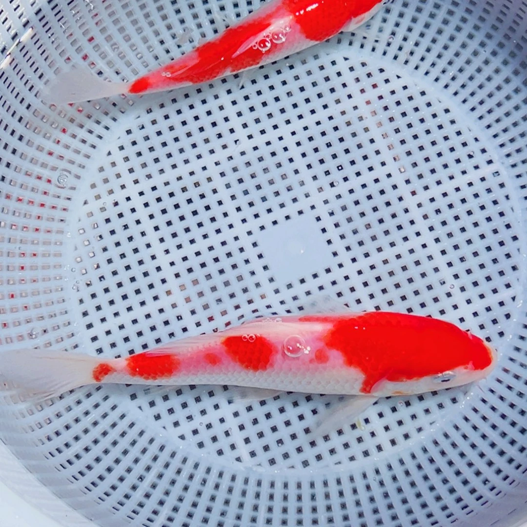 锦鲤锦鲤观赏鱼1111