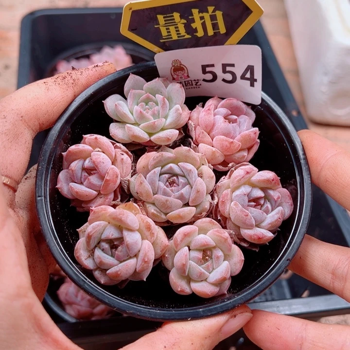 多肉植物多肉植物