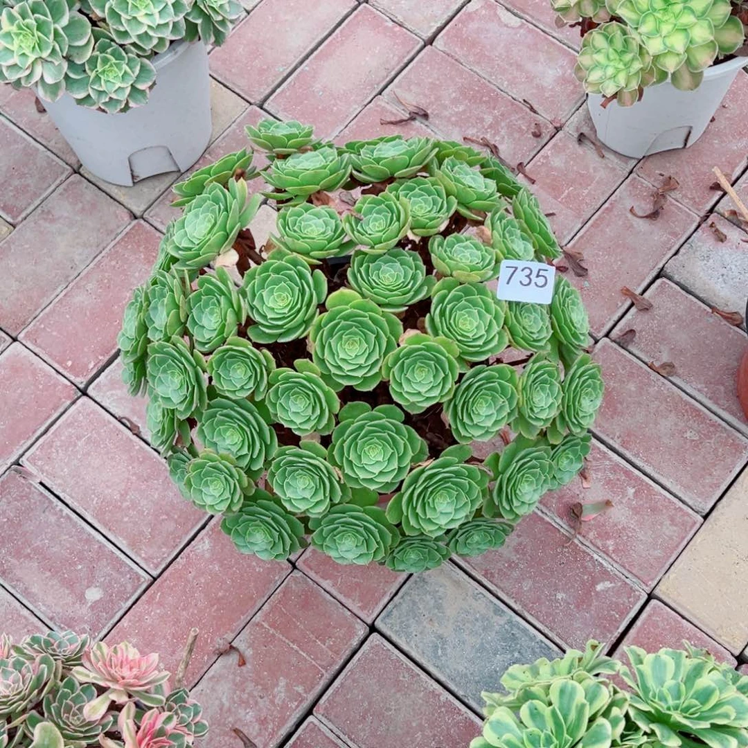 735万圣节法师多肉植物