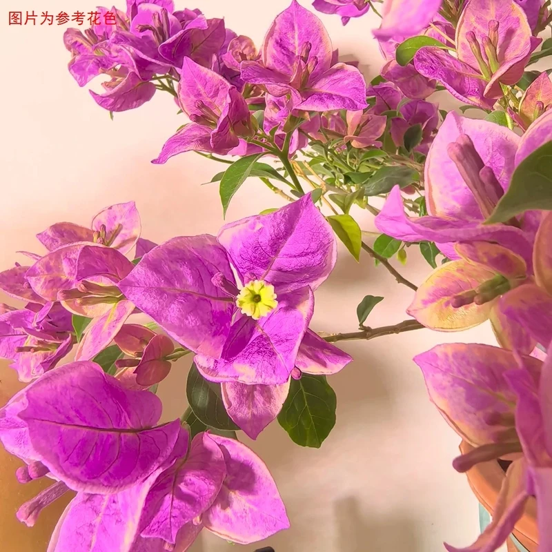 勤花室内三角梅老桩盆栽开花四季花卉爆花耐热好养绿植庭院阳台