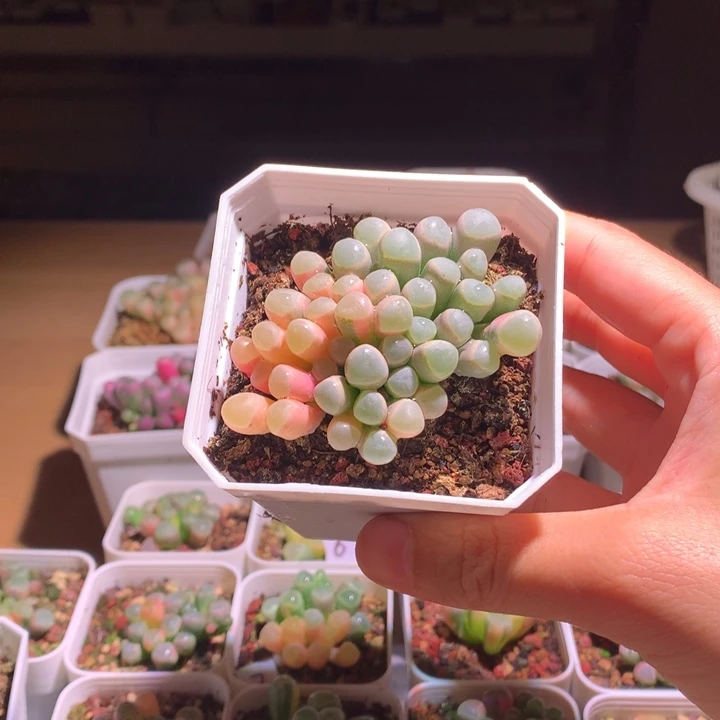 夏***荷五十铃玉锦成株1棵