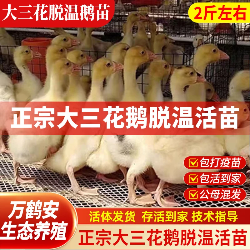 【万鹤安】鹅宠物鸭【包邮】