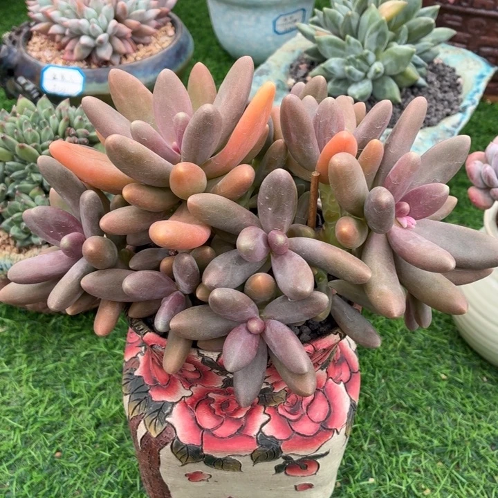 多肉植物糖果美人-4