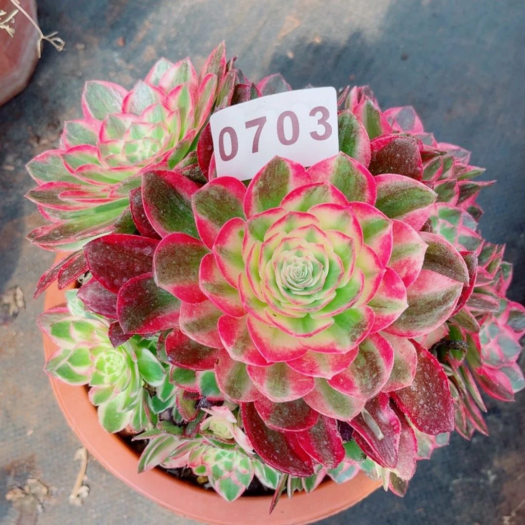 海鲜多肉发货发货