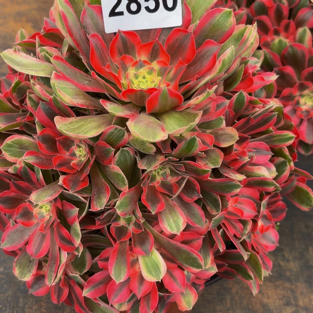 2850多肉植物男神