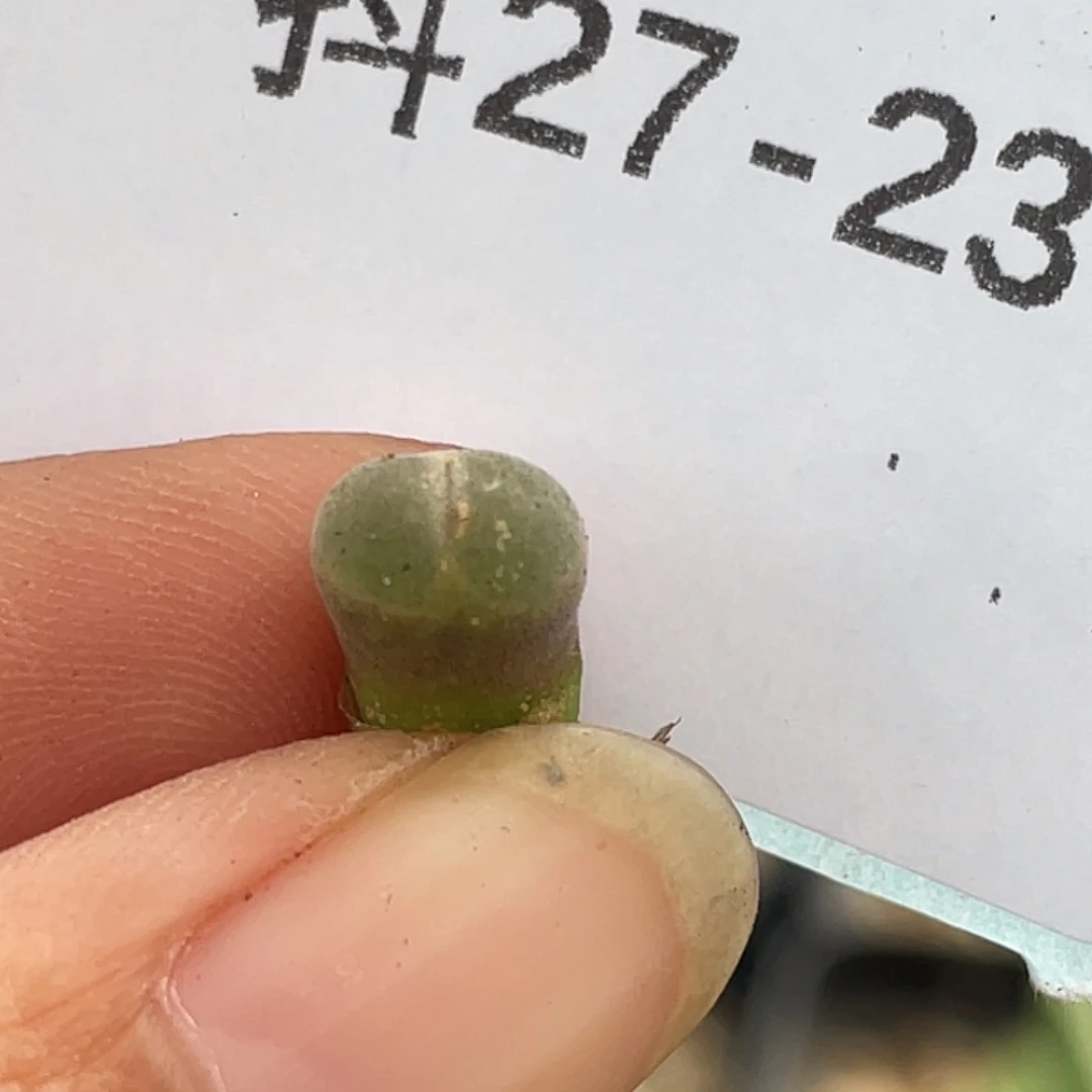 27-23安格多肉植物