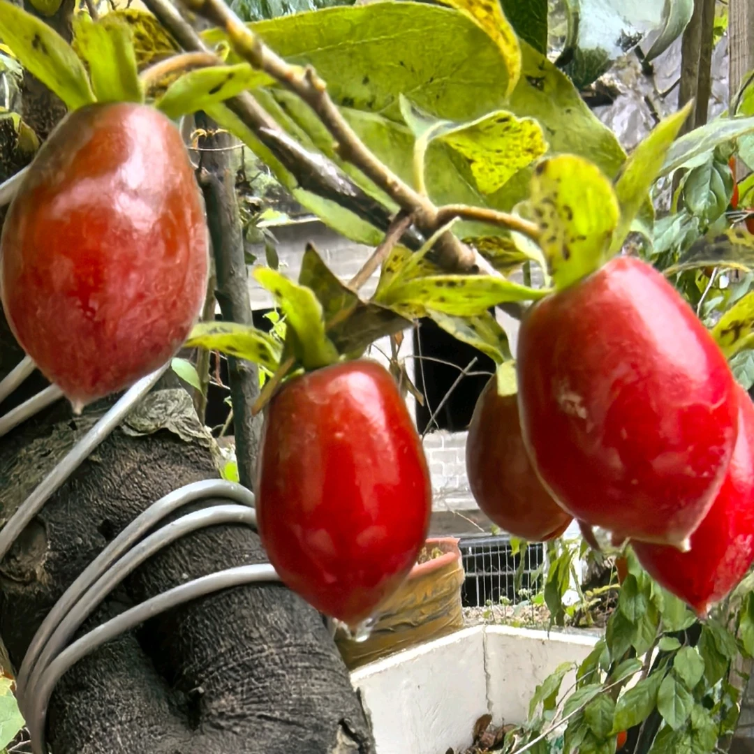 老鸭柿变色龙金弹子嫁接