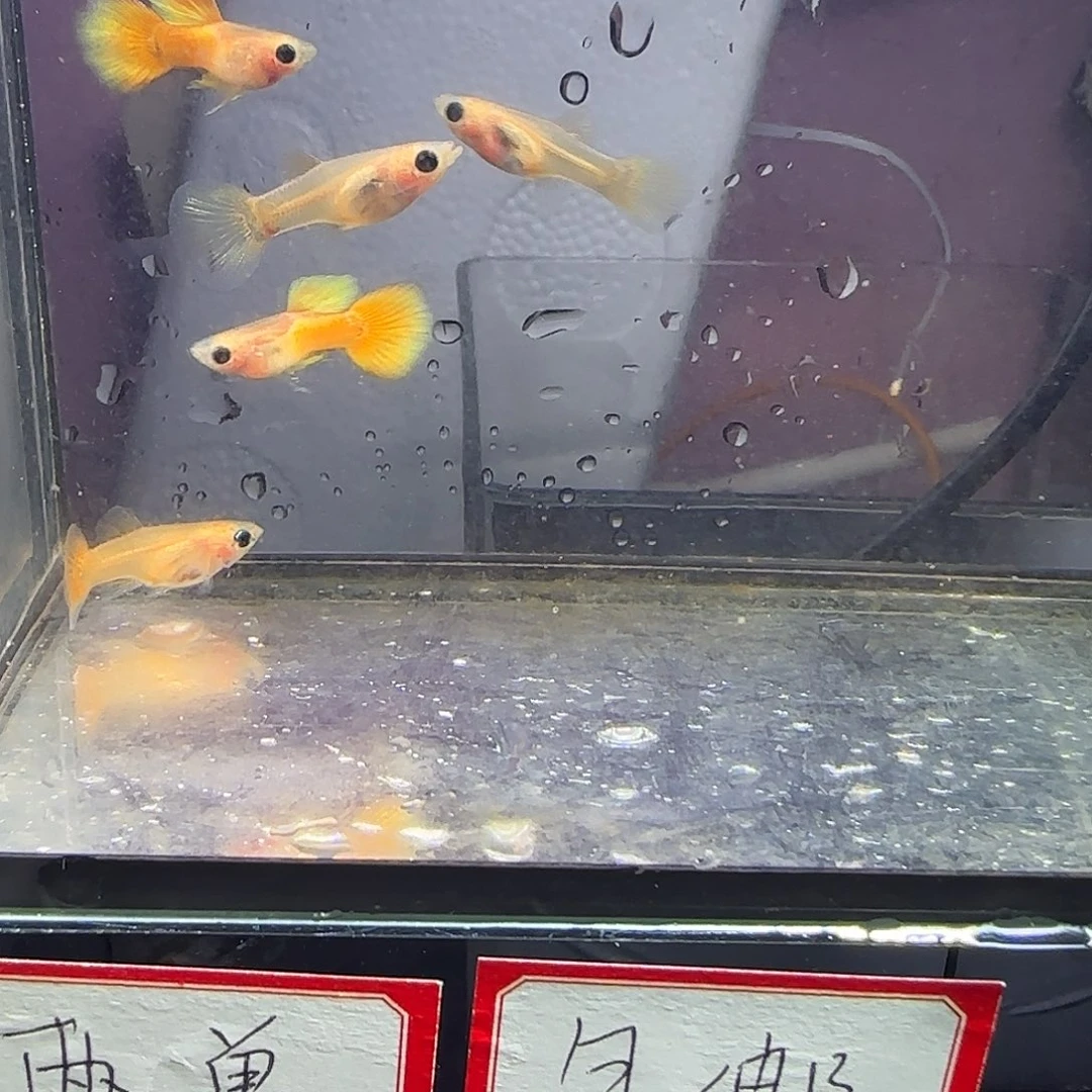 孔雀鱼黄金玻璃猫两公三母