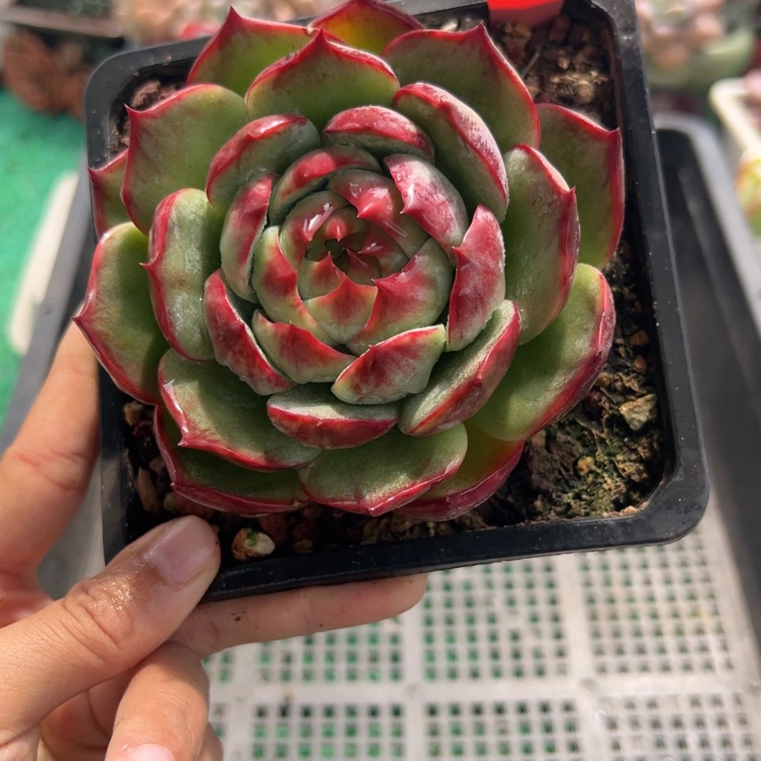 表妹精品多肉植物219.