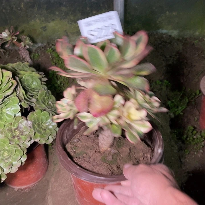 223魅影多肉植物