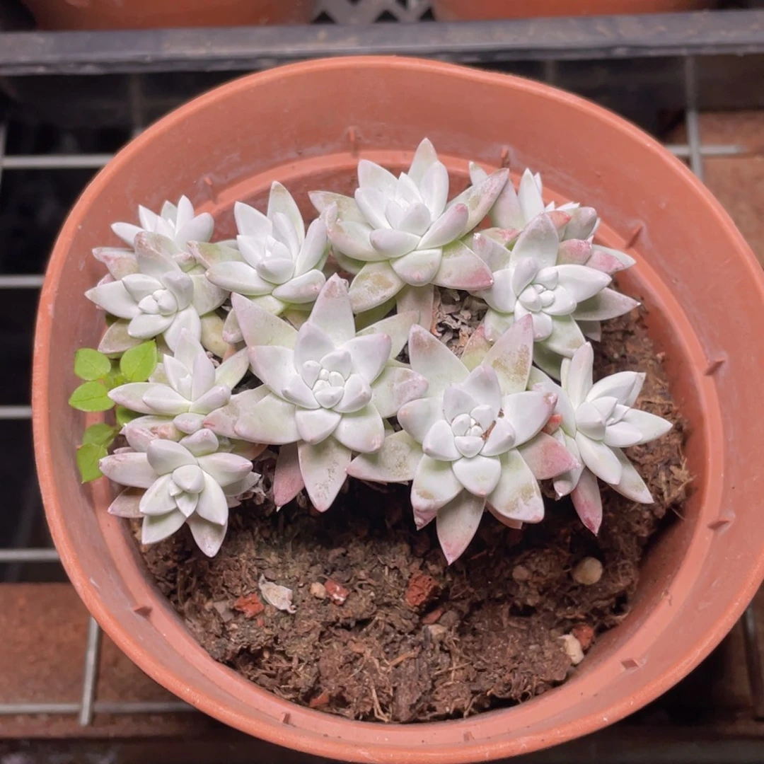 大老桩子白菊多肉9.9包邮发货