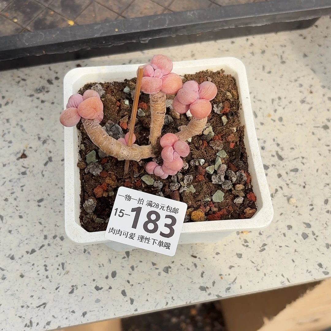 腰子蛋无盆土发货无