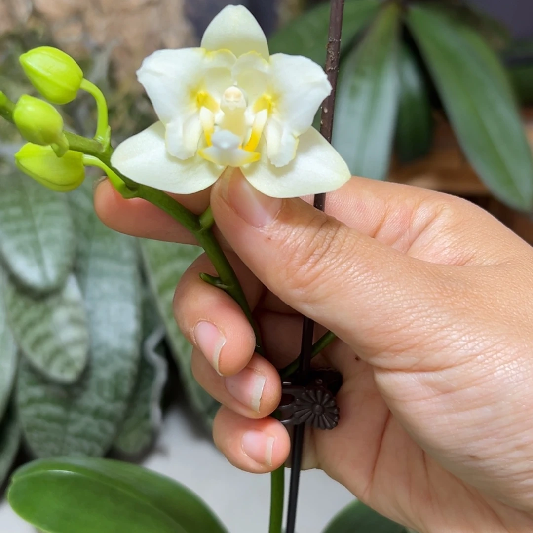 大部分开放少量花苞两眼变异