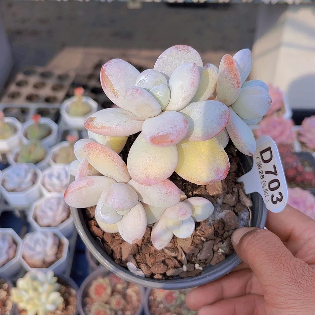 长**GD703雪美人一物一拍