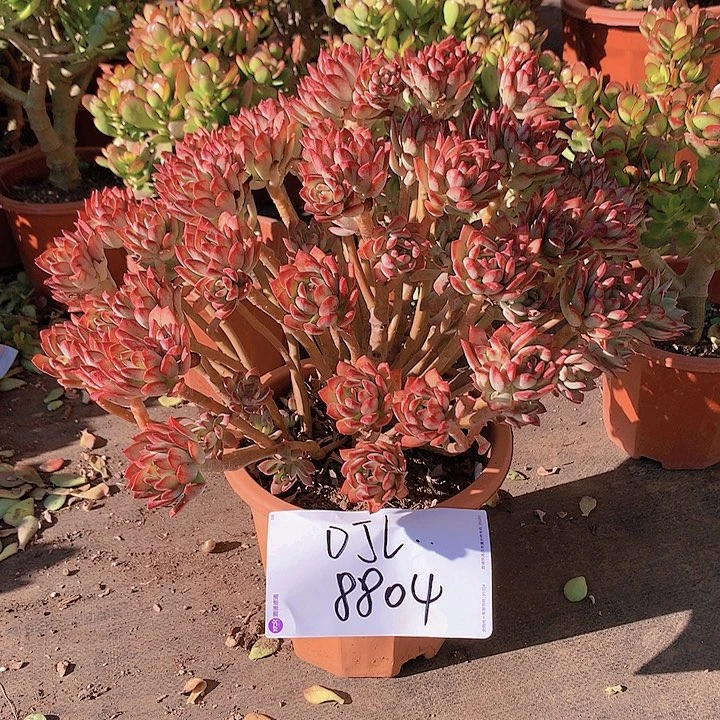 D*L大号沙漠玫瑰