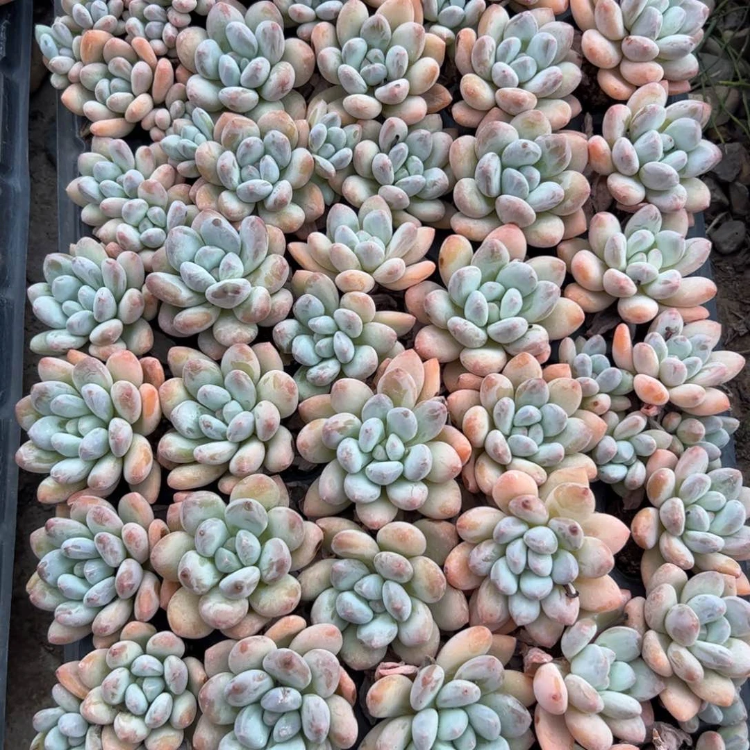 香水穴盘苗 满30包邮发货