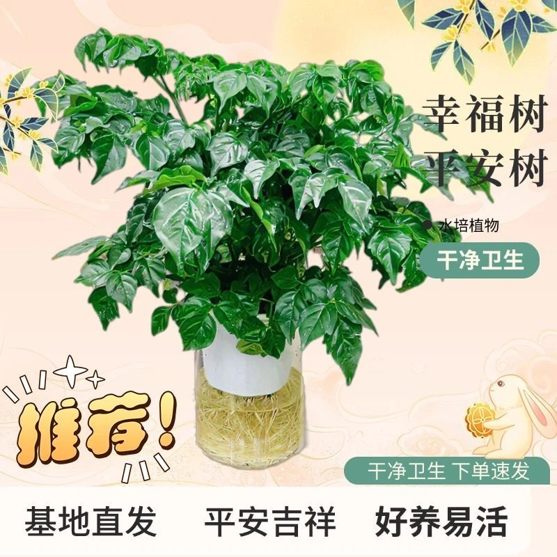 幸福树盆栽绿植室内客厅四季常青水培植物净化空气