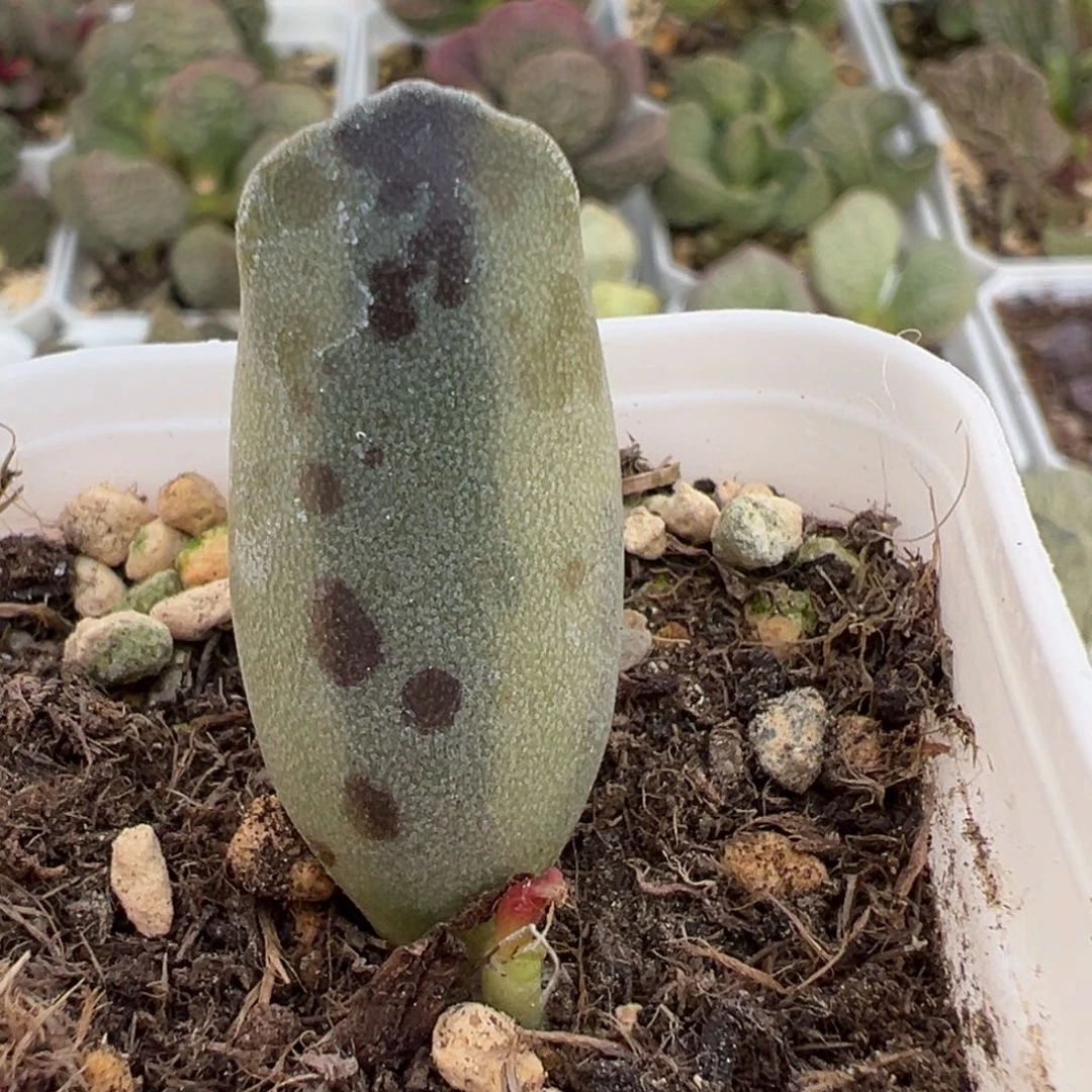 海豹锦大苗多肉植物水泡