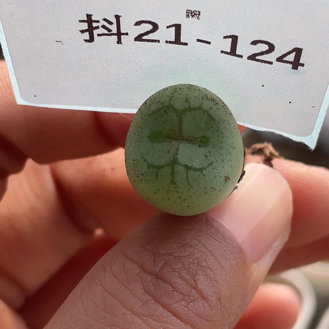 21-124猴多肉植物肉锥