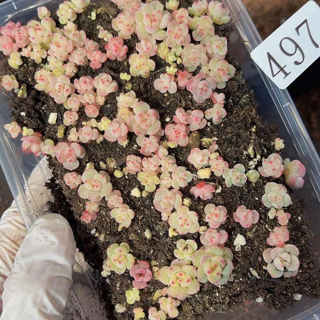 多肉植物多肉植物497