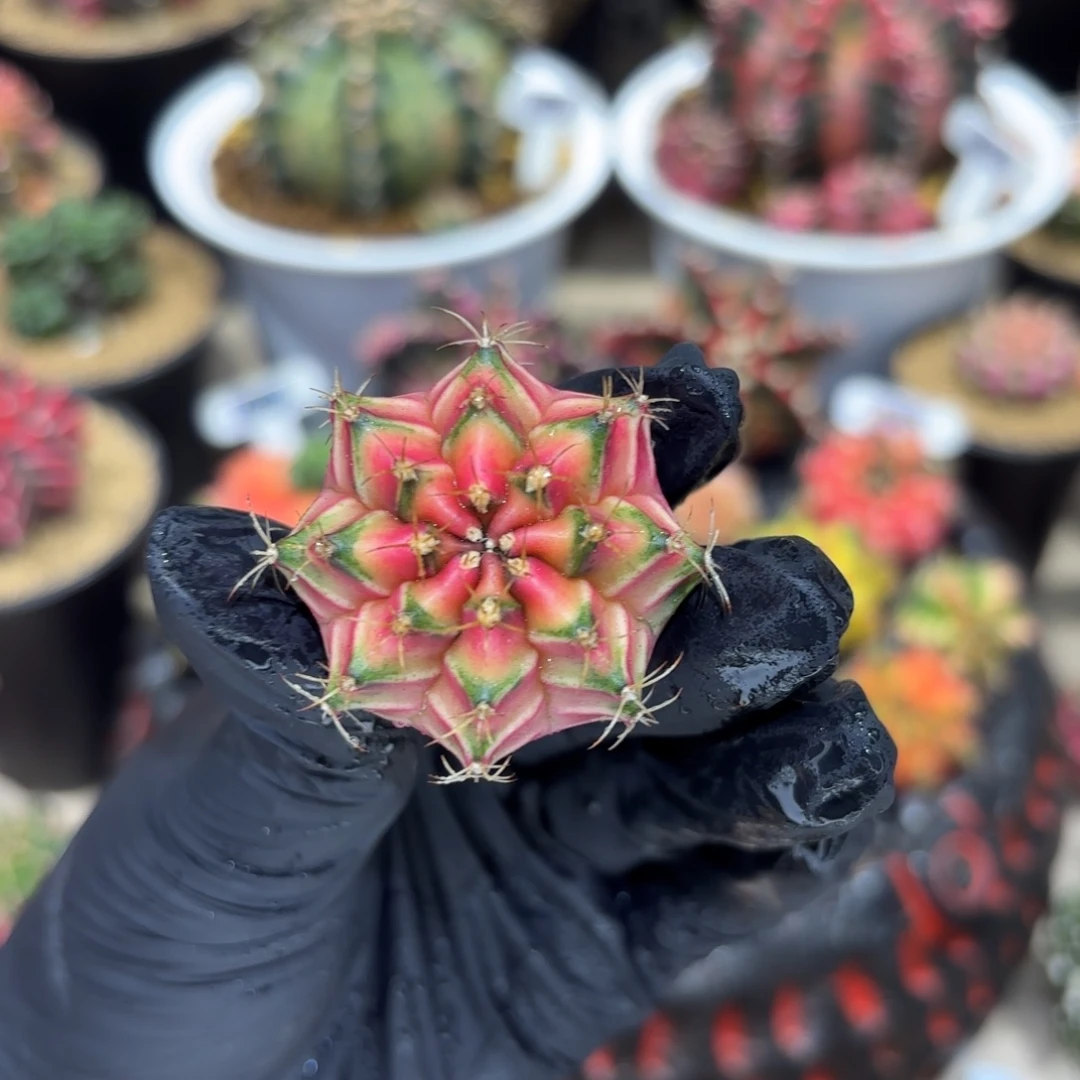 3.7cm泰系实生小精品
