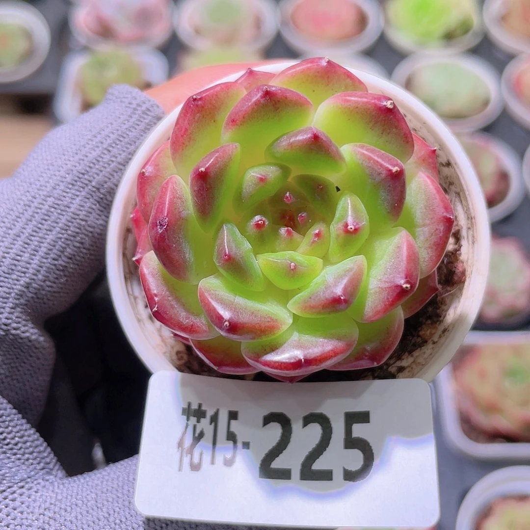 花利美15-225灵翠