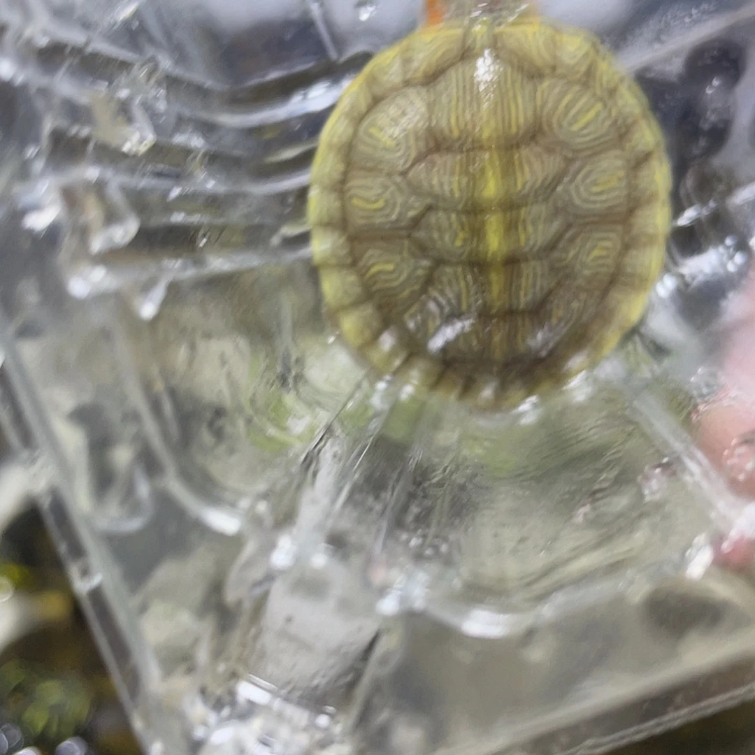 宠物龟不分公母果冻