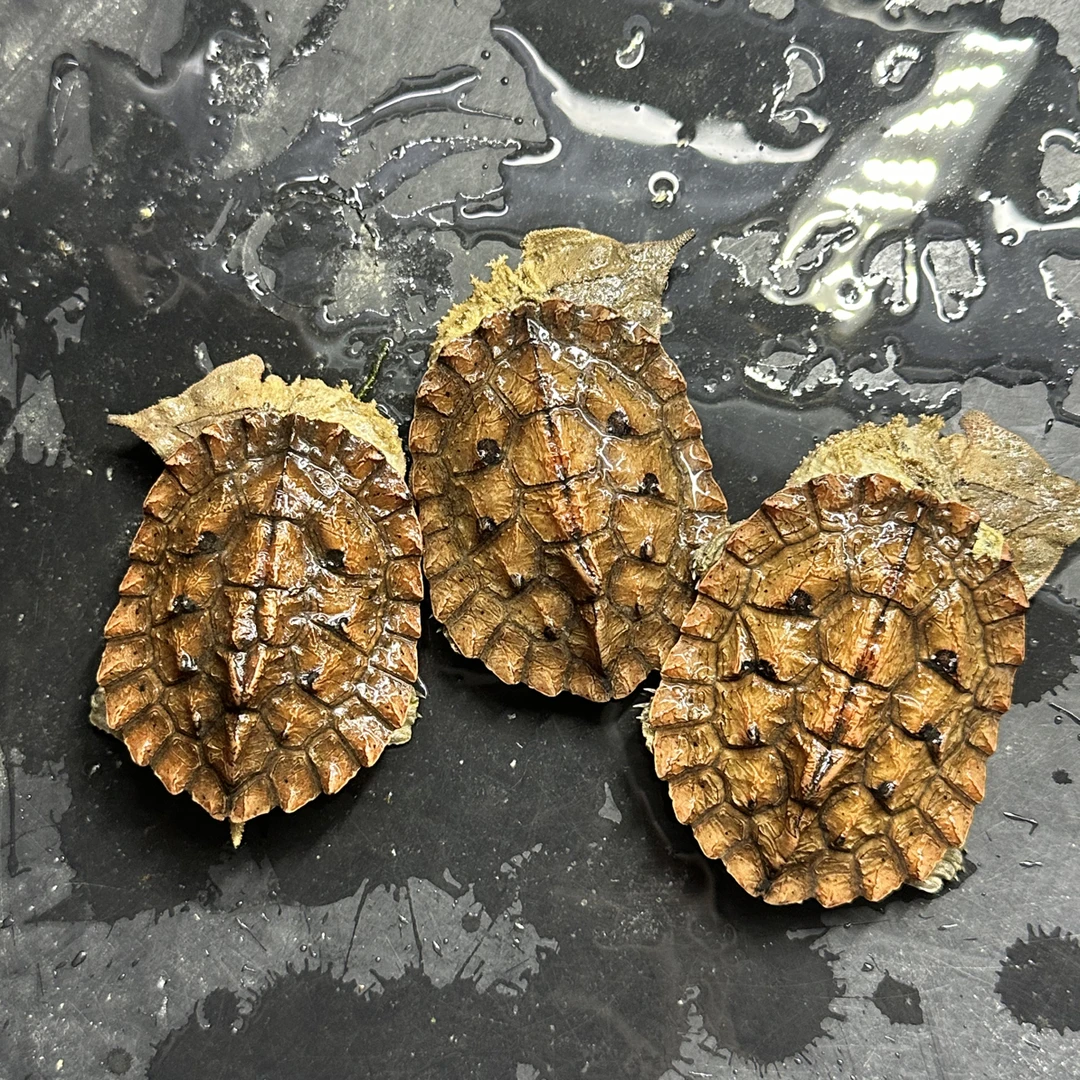 枯叶树叶龟马塔龟宠物乌龟不咬人
