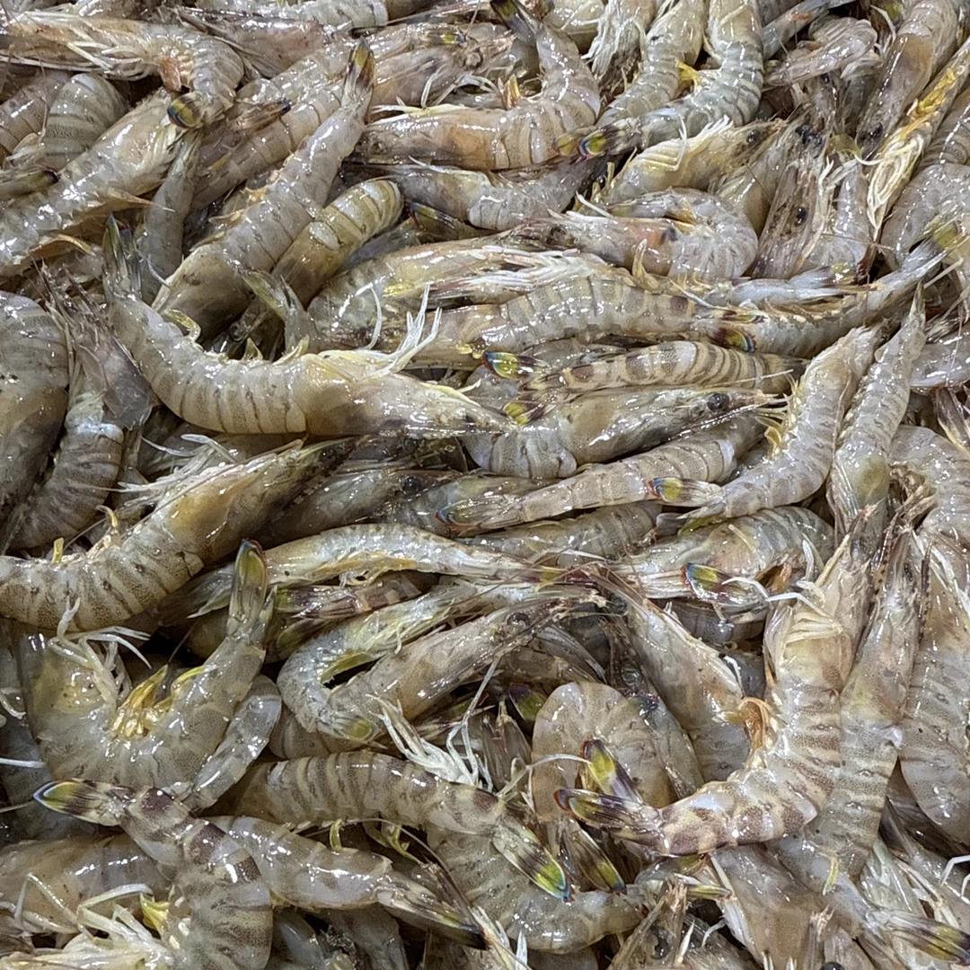 连云港冷冻发货小斑节虾8斤