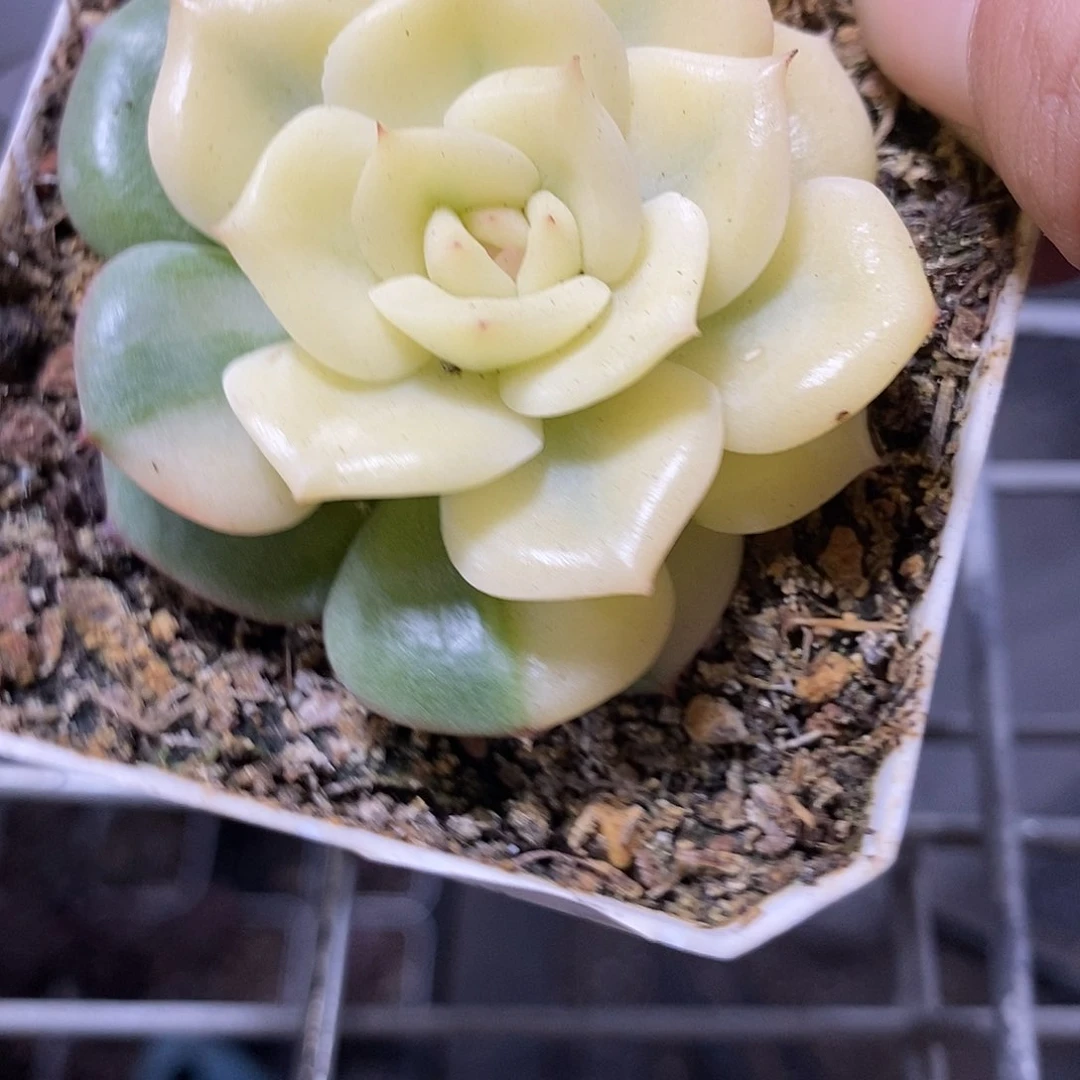 三文鱼大锦边多肉植物