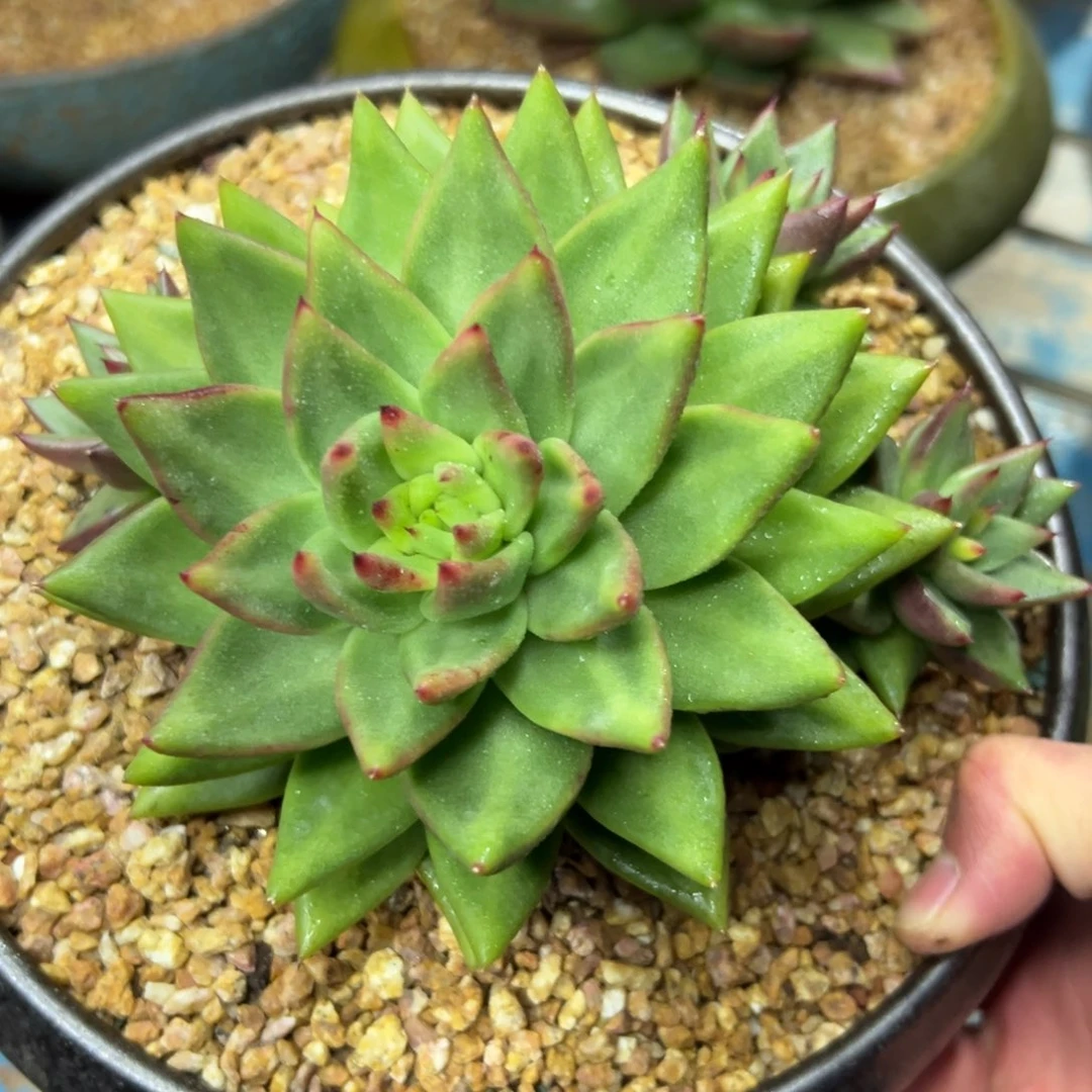 多肉植物一物一拍（02号）