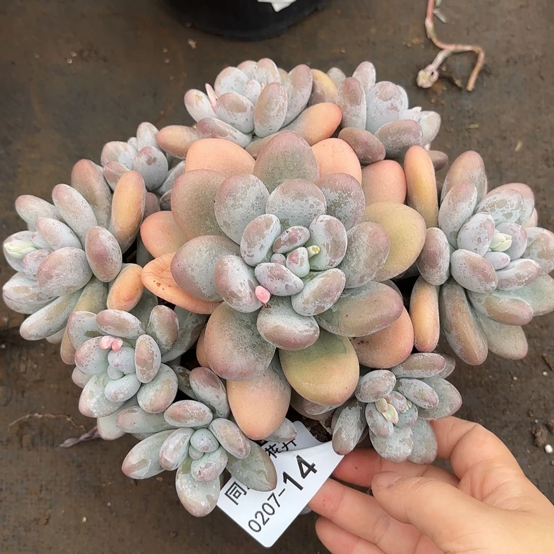 同温层多肉香水14